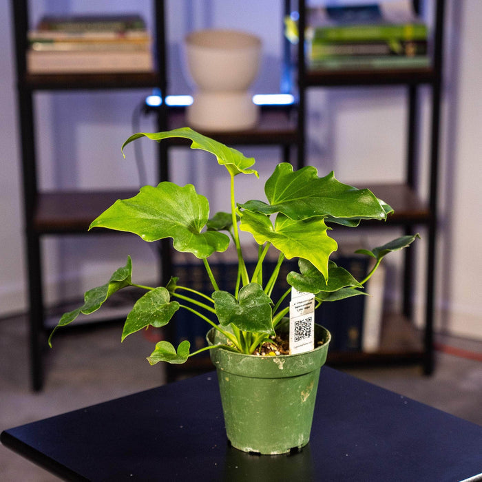 Gabriella Plants Philodendron 4" Philodendron bipinnatifidum 'Little Hope'