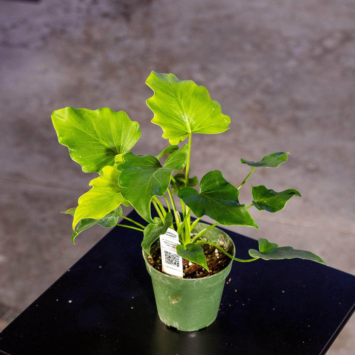 Gabriella Plants Philodendron 4" Philodendron bipinnatifidum 'Little Hope'