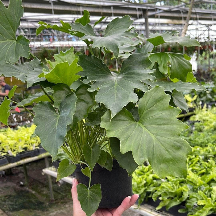 6"