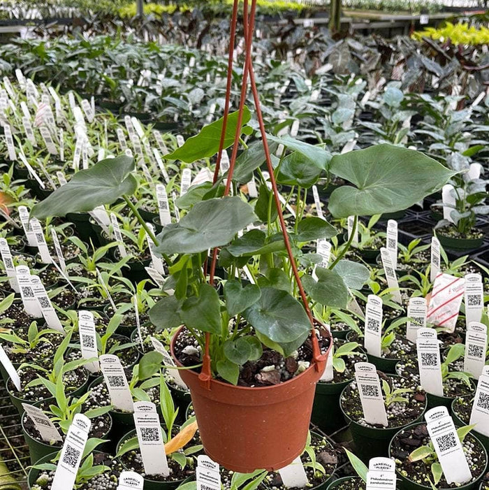 5" Hanging Basket