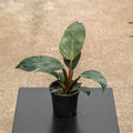 Gabriella Plants Philodendron Hybrid 4" Philodendron 'Birkin Pink'