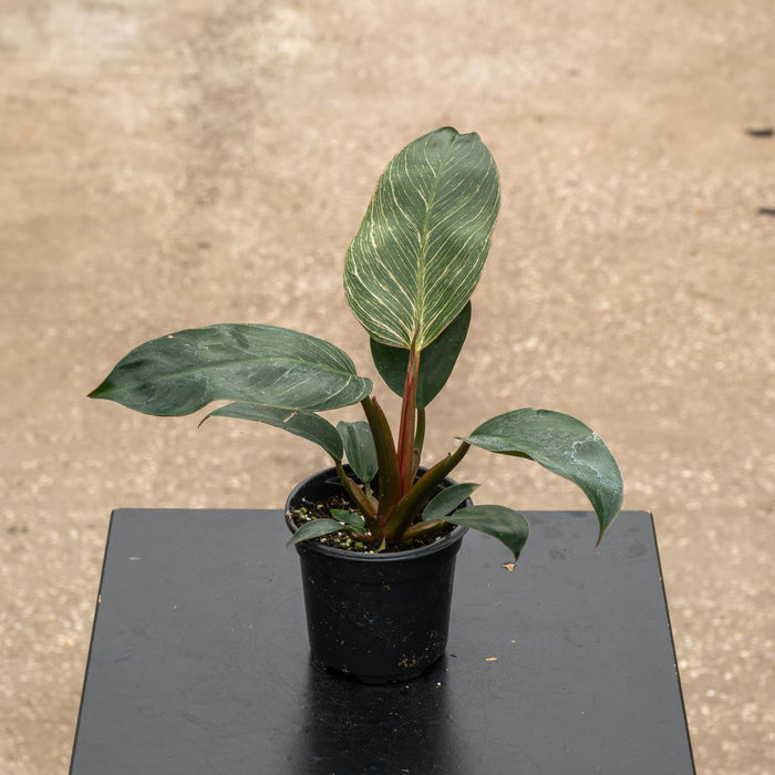 Gabriella Plants Philodendron Hybrid 4" Philodendron 'Birkin Pink'