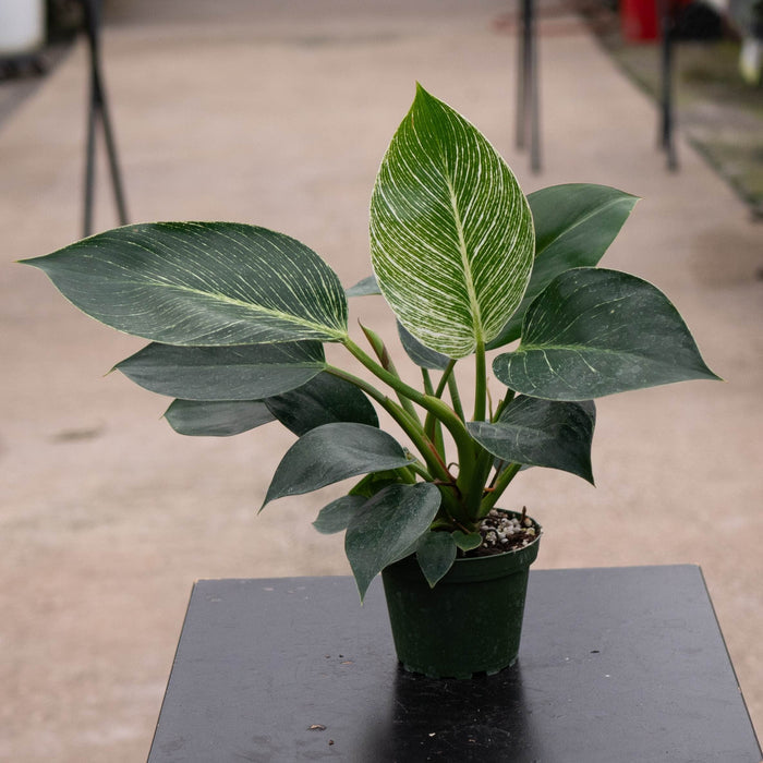 Gabriella Plants Philodendron 4" Philodendron 'Birkin'