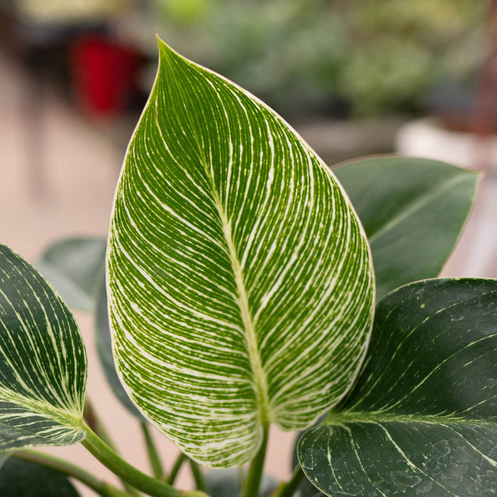 Gabriella Plants Philodendron 4" Philodendron 'Birkin'