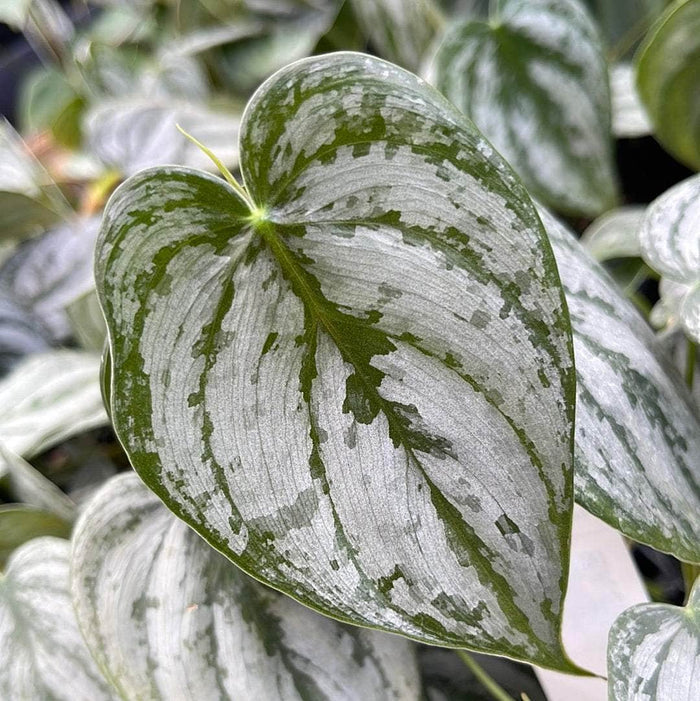 Gabriella Plants Philodendron 3" Philodendron brandtianum