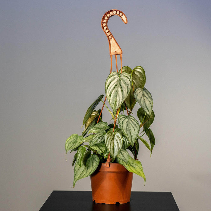 Gabriella Plants Philodendron 5" Hanging Basket Philodendron brandtianum