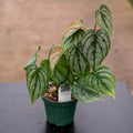 Gabriella Plants Philodendron Philodendron brandtianum