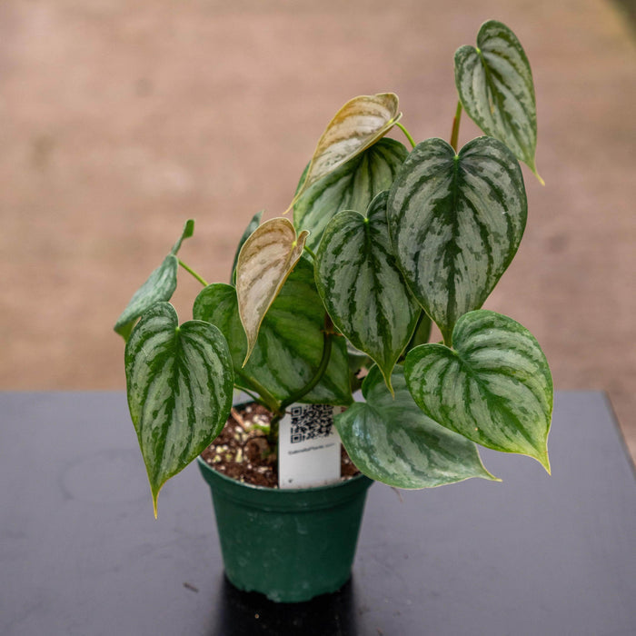 Gabriella Plants Philodendron Philodendron brandtianum