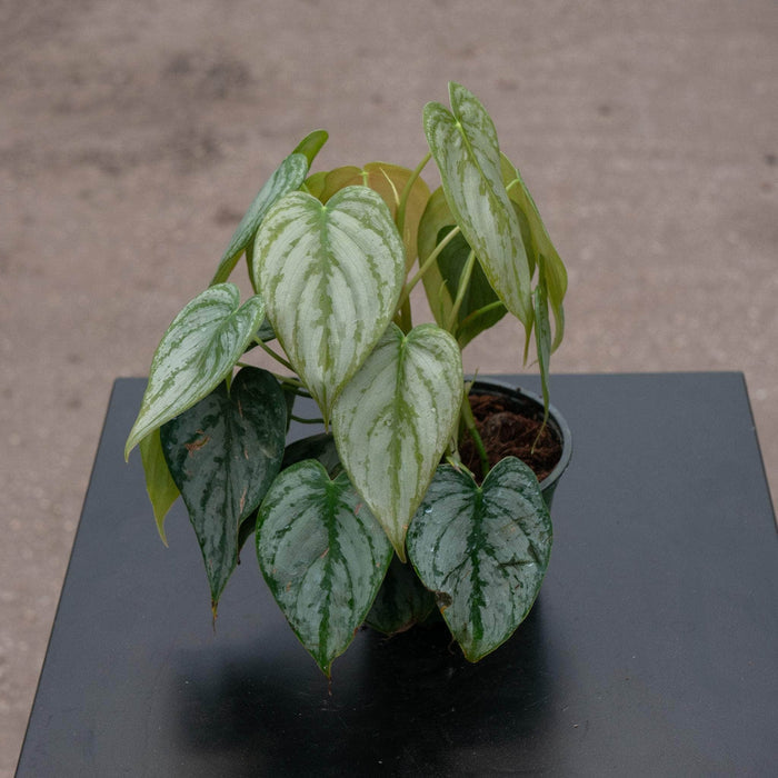 Gabriella Plants Philodendron 4" Philodendron brandtianum