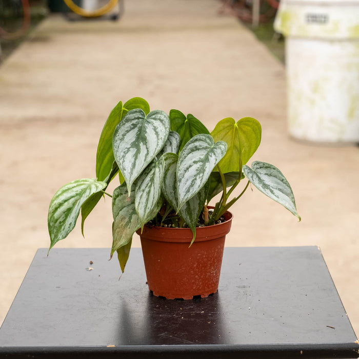 Gabriella Plants Philodendron 4" Philodendron brandtianum