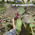 Gabriella Plants Philodendron 4" Philodendron Burgundy Princess