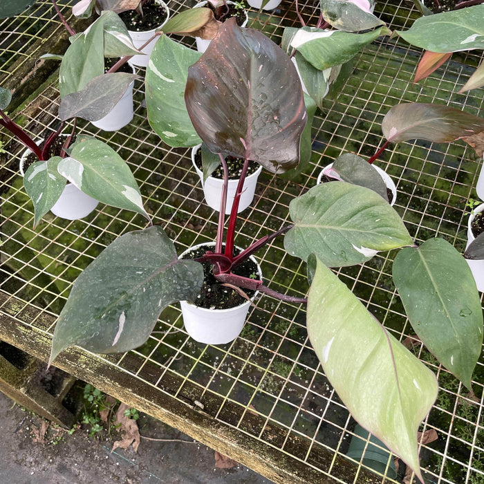 Gabriella Plants Philodendron 4" Philodendron Burgundy Princess