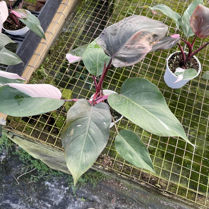 Gabriella Plants Philodendron 4" Philodendron Burgundy Princess