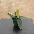 Gabriella Plants Philodendron 3" Philodendron 'Burle Marx Fantasy'