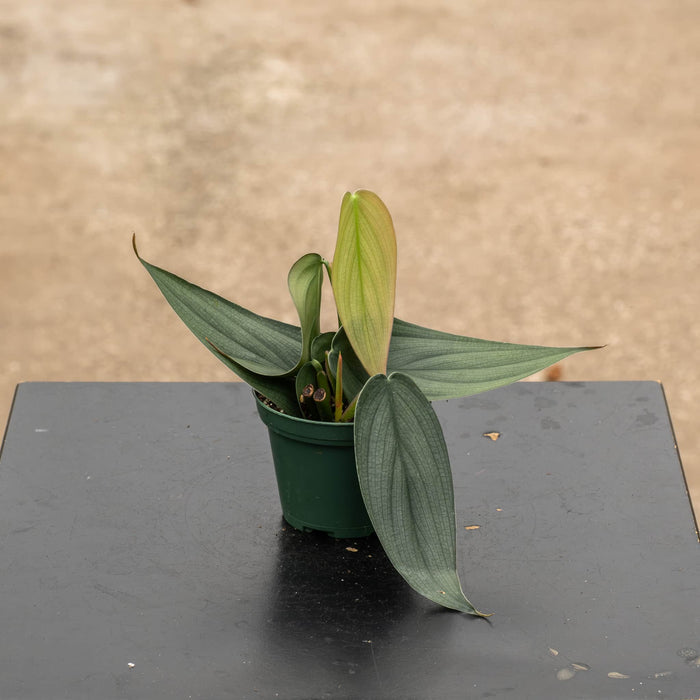 Gabriella Plants Philodendron 3" Philodendron 'Burle Marx Fantasy'