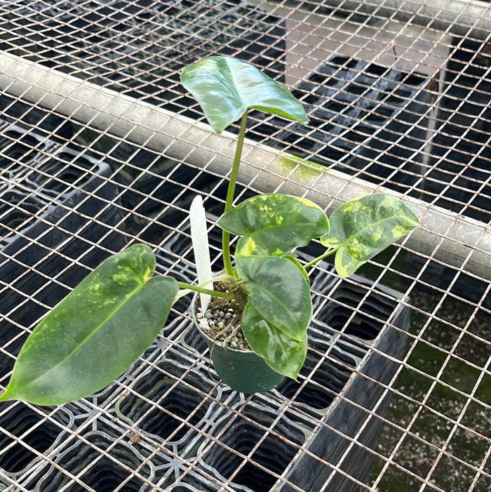 Gabriella Plants Philodendron 3" Philodendron 'Burle Marx Variegata'