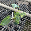 Gabriella Plants Philodendron 3" Philodendron 'Burle Marx Variegata'
