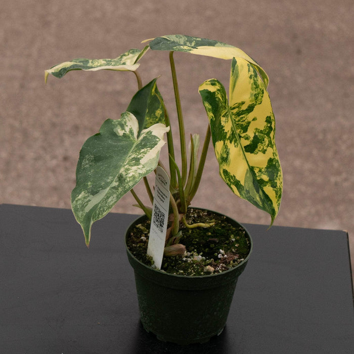 Gabriella Plants Philodendron Philodendron 'Burle Marx Variegata'