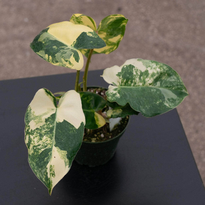 Gabriella Plants Philodendron Philodendron 'Burle Marx Variegata'