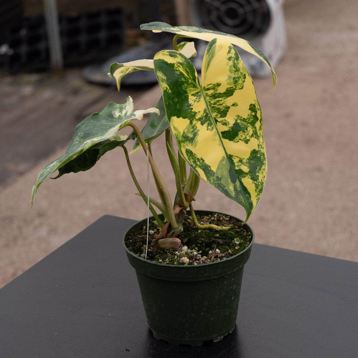 Gabriella Plants Philodendron 4" Philodendron 'Burle Marx Variegata'