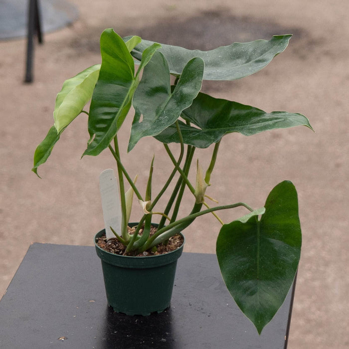 Gabriella Plants Philodendron Philodendron 'Burle Marx'