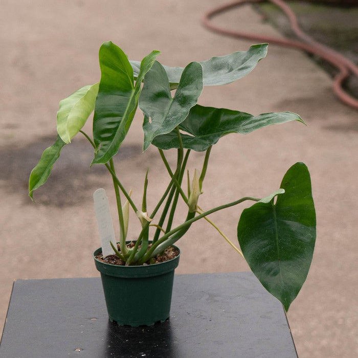 Gabriella Plants Philodendron Philodendron 'Burle Marx'