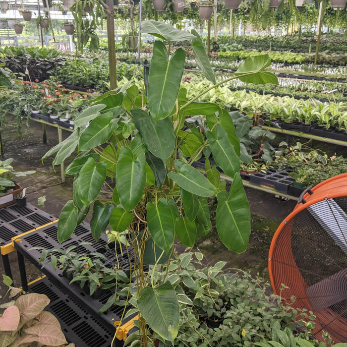 Gabriella Plants Philodendron 5" Hanging Basket Philodendron 'Burle Marx'