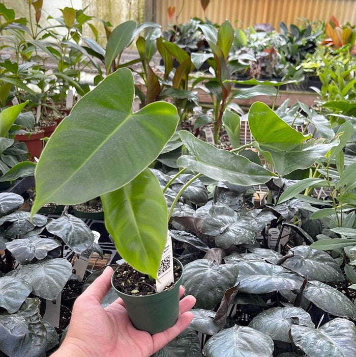 Gabriella Plants Philodendron 3" Philodendron 'Burle Marx'