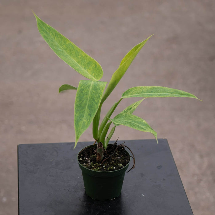 Gabriella Plants Philodendron 4" Philodendron 'Calkins Gold'
