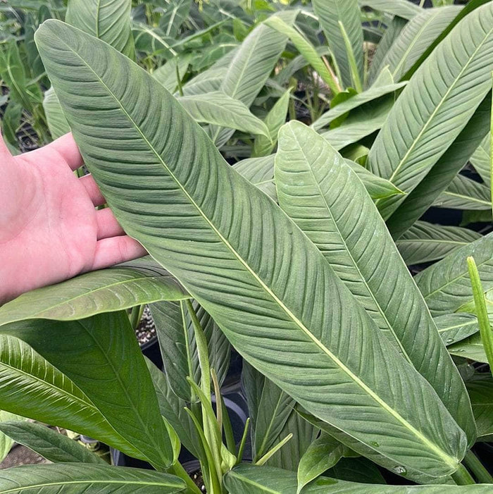 Gabriella Plants Philodendron 6" Philodendron campii 'Lynette'