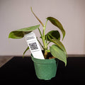 Gabriella Plants Philodendron Philodendron camposportoanum