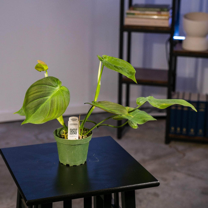 Gabriella Plants Philodendron Philodendron camposportoanum
