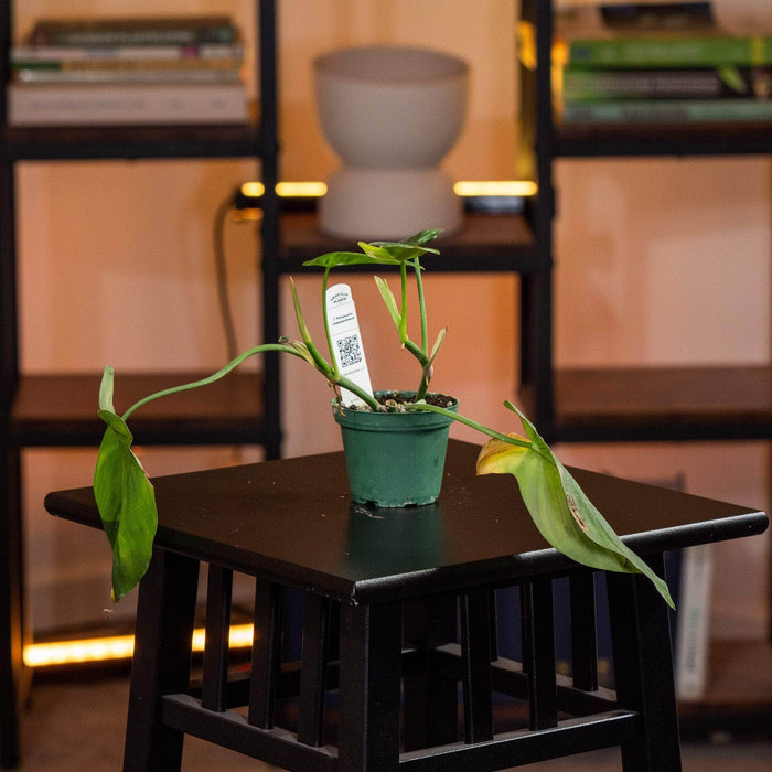 Gabriella Plants Philodendron 3" Philodendron camposportoanum