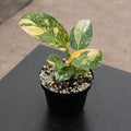 Gabriella Plants Philodendron 4" Philodendron 'Congo Nuclear'