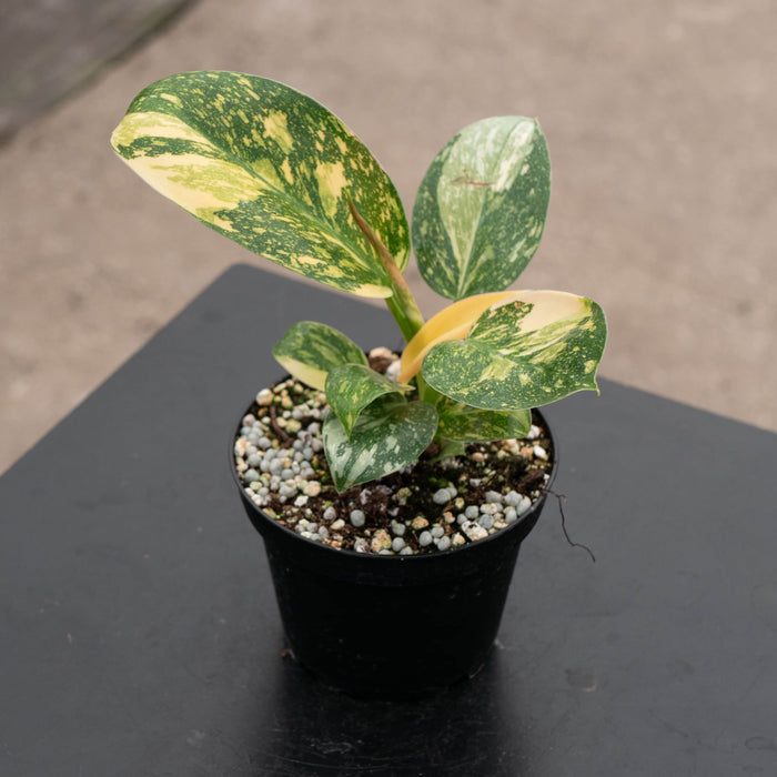 Gabriella Plants Philodendron 4" Philodendron 'Congo Nuclear'