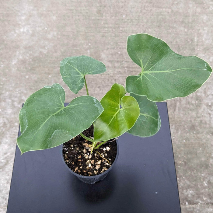 Gabriella Plants Philodendron 4" Philodendron corcovadense Seedling