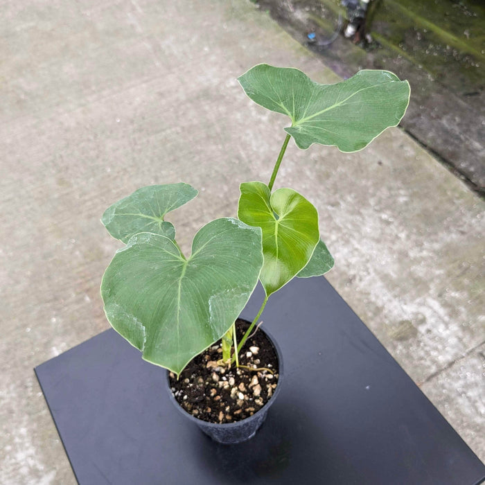Gabriella Plants Philodendron 4" Philodendron corcovadense Seedling