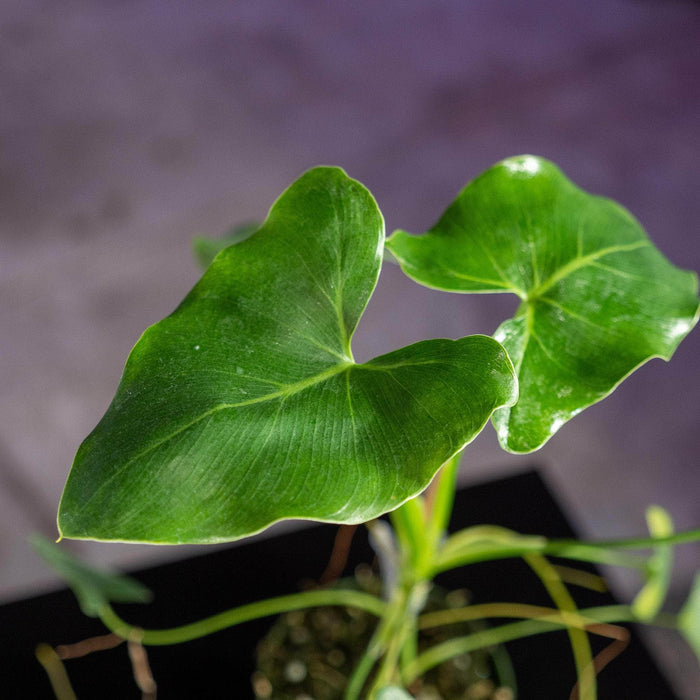 Gabriella Plants Philodendron 4" Philodendron corcovadense