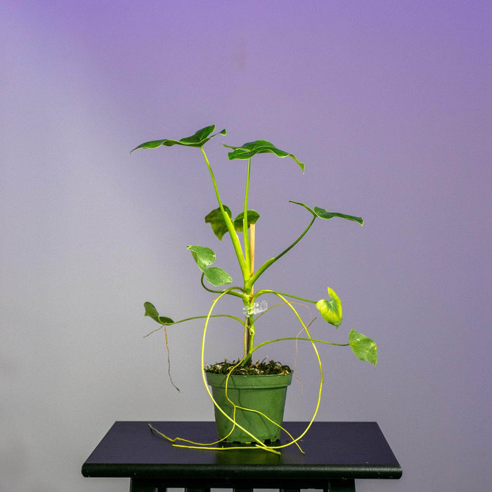 Gabriella Plants Philodendron 4" Philodendron corcovadense