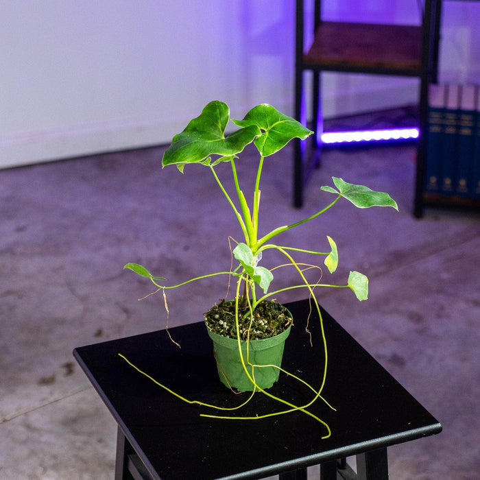 Gabriella Plants Philodendron 4" Philodendron corcovadense