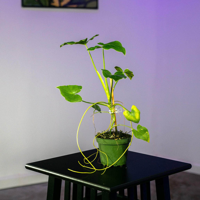 Gabriella Plants Philodendron 4" Philodendron corcovadense
