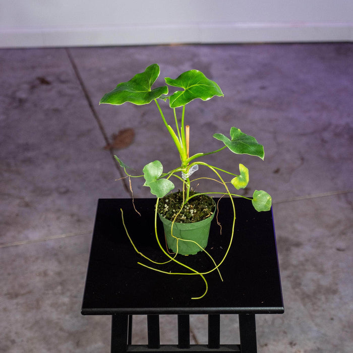 Gabriella Plants Philodendron 4" Philodendron corcovadense