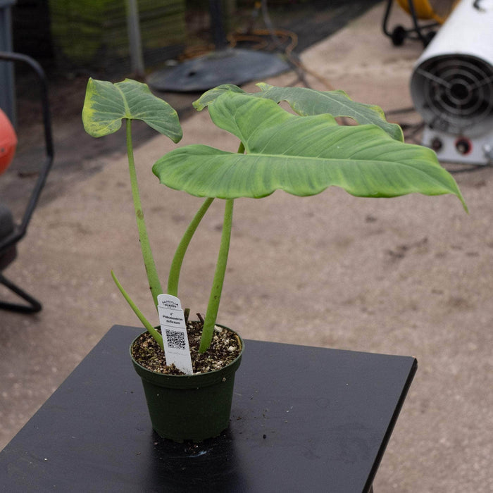 Gabriella Plants Philodendron 4" Philodendron deflexum