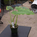 Gabriella Plants Philodendron 4" Philodendron deflexum