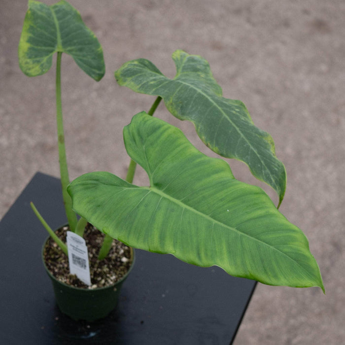 Gabriella Plants Philodendron 4" Philodendron deflexum