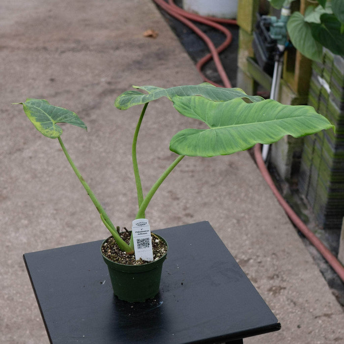 Gabriella Plants Philodendron 4" Philodendron deflexum