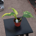Gabriella Plants Philodendron 4" Philodendron domesticum variegated