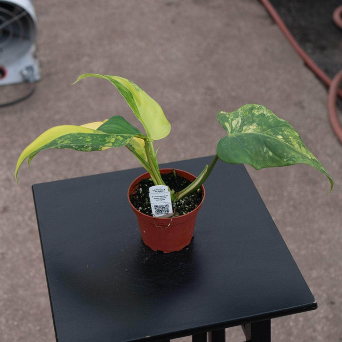 Gabriella Plants Philodendron 4" Philodendron domesticum variegated