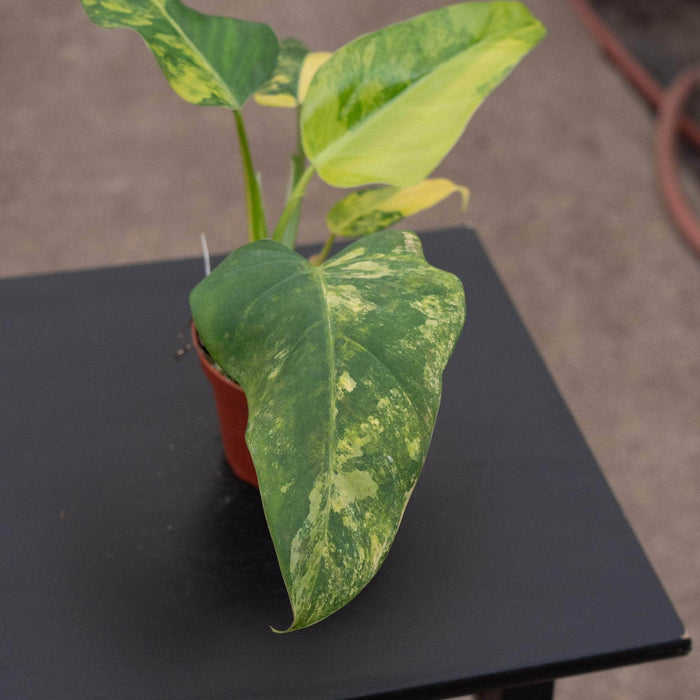Gabriella Plants Philodendron 4" Philodendron domesticum variegated