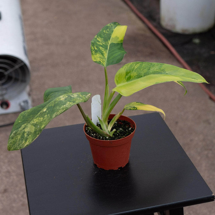 Gabriella Plants Philodendron 4" Philodendron domesticum variegated